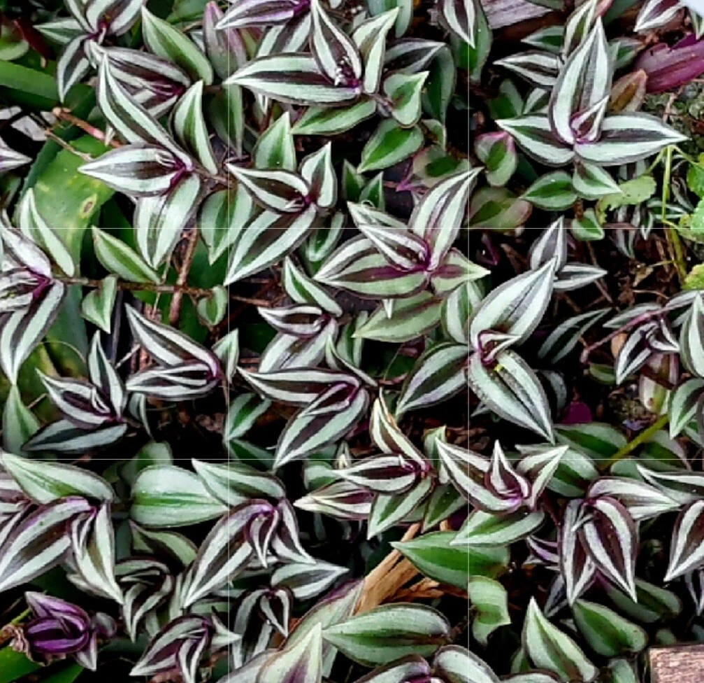 Tradescantia Cuttings - 12 Unrooted Silver Plus Stems - Trailing Houseplant - Tradescantia zebrina 'Silver Plus'