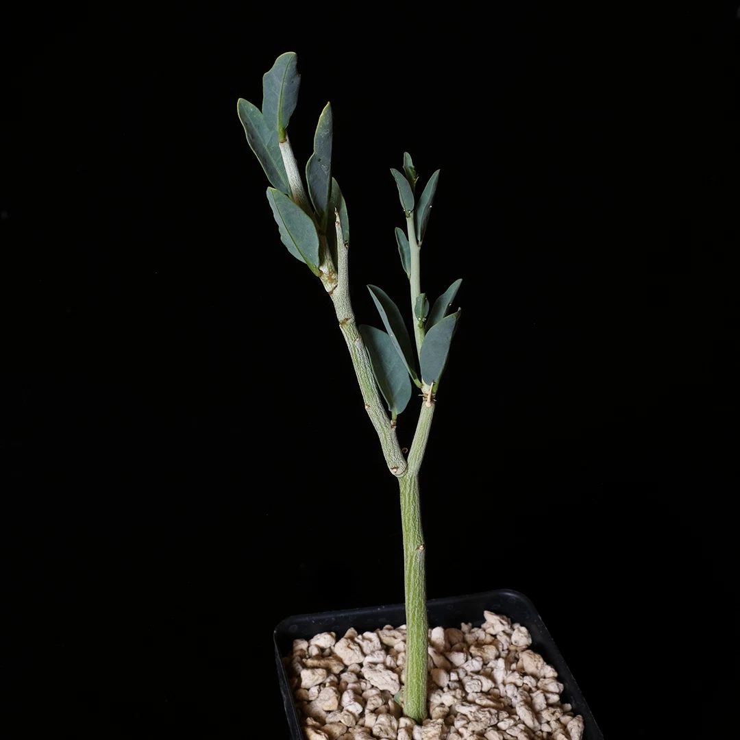 Adenia pechuelii Plant - 3.5” Pot Caudiciform Succulent, Rare Bottle Stem Species for Indoor Desert Displays