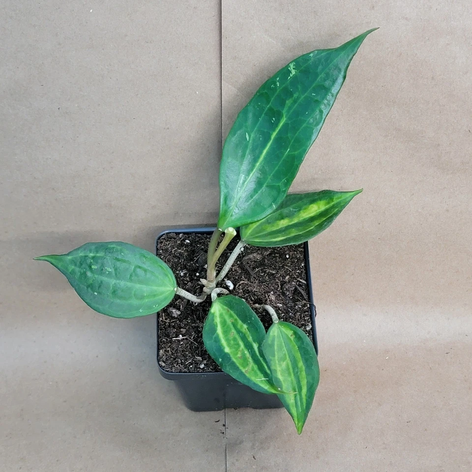 Hoya Macrophylla 'Reverse Pot of Gold' Live Plant in 4 Inch Pot, Variegated Tropical Houseplant, Indoor Container Plant