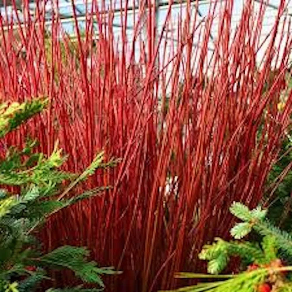 Live Red Twig Dogwood Shrub 12-24 Inch Coral Dogwood Cornus sericea - Deciduous Landscape Plant with Bright Red Stems