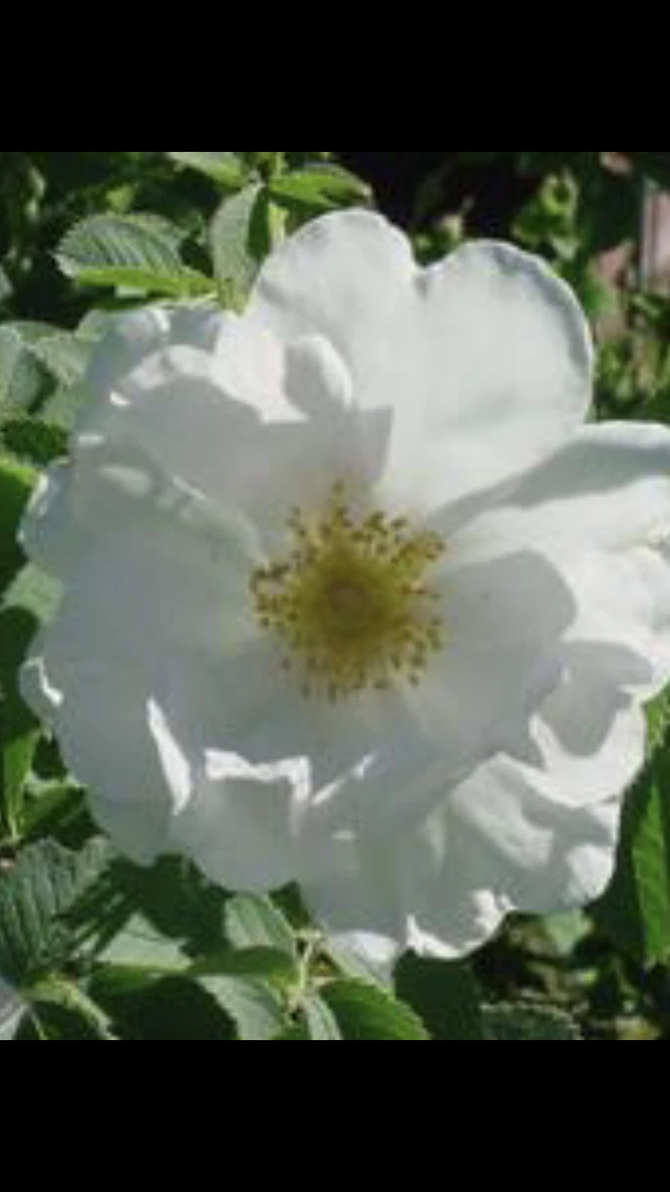 Rosa alba ‘White Rose of York’ Cuttings – 3 Unrooted Shrub Rose Cuttings, 6–8 Inches for Planting and Propagation