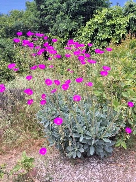 Rock Purslane Cuttings - 6 Live Cuttings, Magenta Purple Flowering Plant, Calandrinia spectabilis for Planting