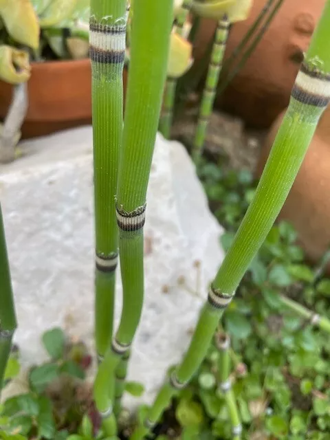 15 Horsetail Cuttings – 12" Equisetum Snake Grass Stems for Ponds, Wet Gardens & Landscaping – Live Reed-Like Plants