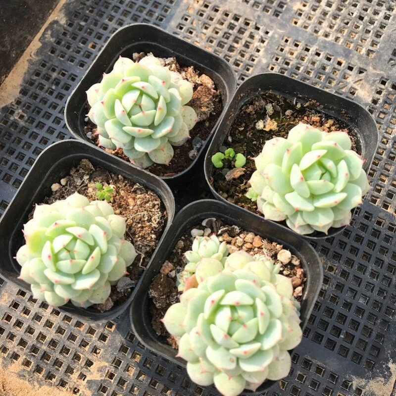 Echeveria derenbergii Succulent 2" Pot | Compact Rosette, Blue-Green Leaves with Pink Tips | Easy Care Indoor/Outdoor Plant