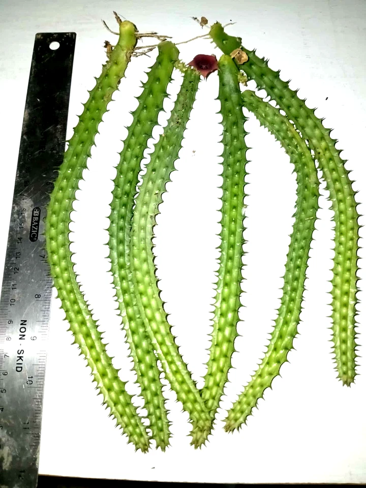 Huernia Macrocarpa Red Dragon Cuttings - 6 Rooted Burgundy Succulent Stems - Easy to Grow, Unique Plant - Succulent Variety