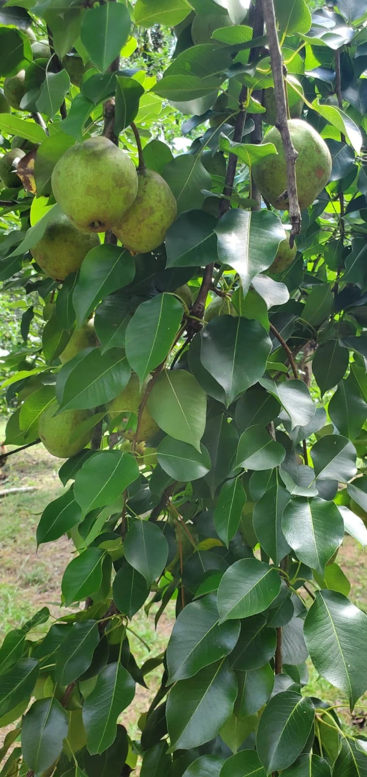 Bartlett Pear Tree Cuttings - 10 Live Unrooted Scions for Grafting & Propagation - Pyrus communis 'Bartlett'