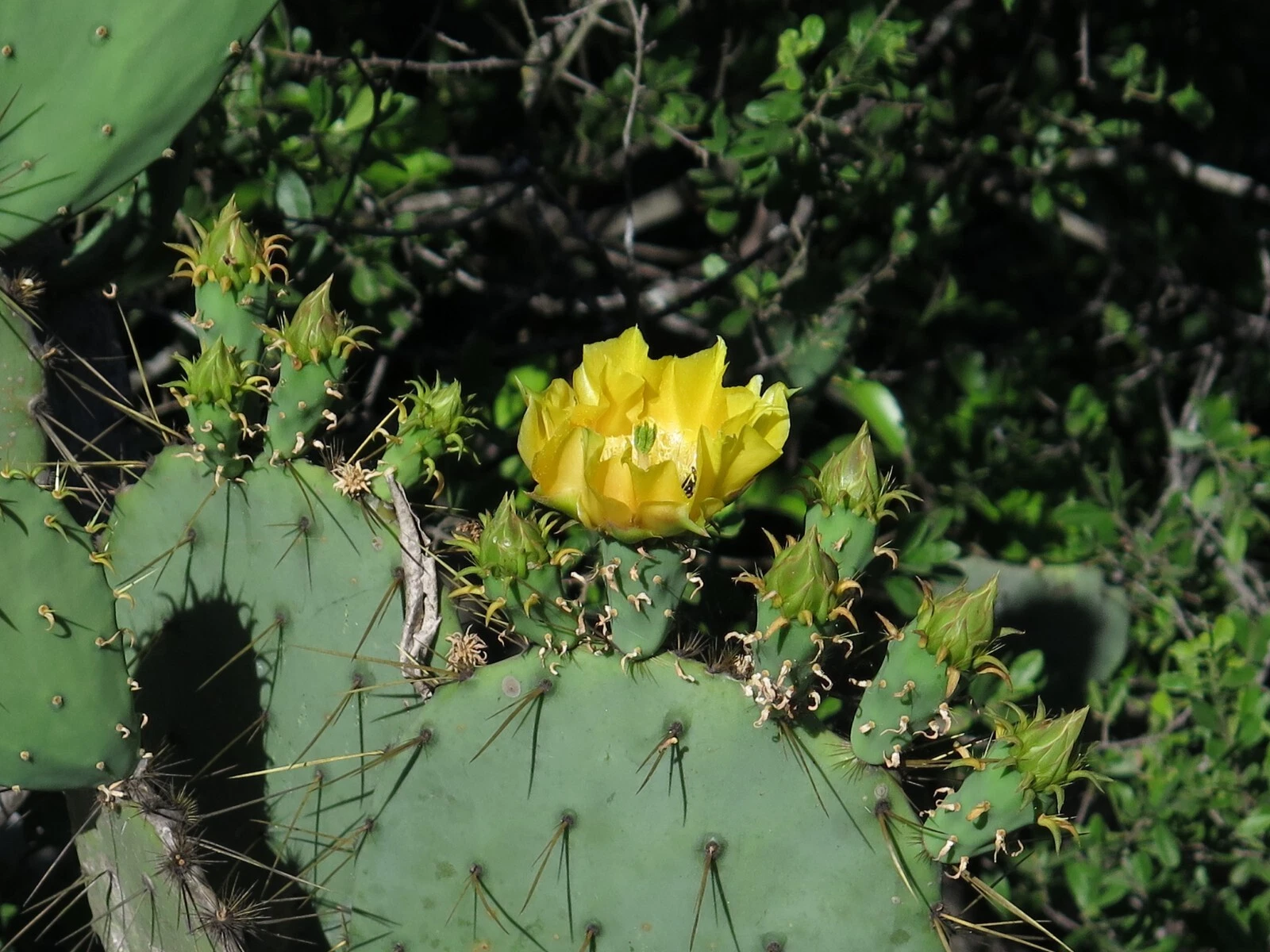 Engelmann’s Prickly Pear Cactus Cutting - Live Opuntia Engelmannii Pad for Planting - Hardy Desert Cactus