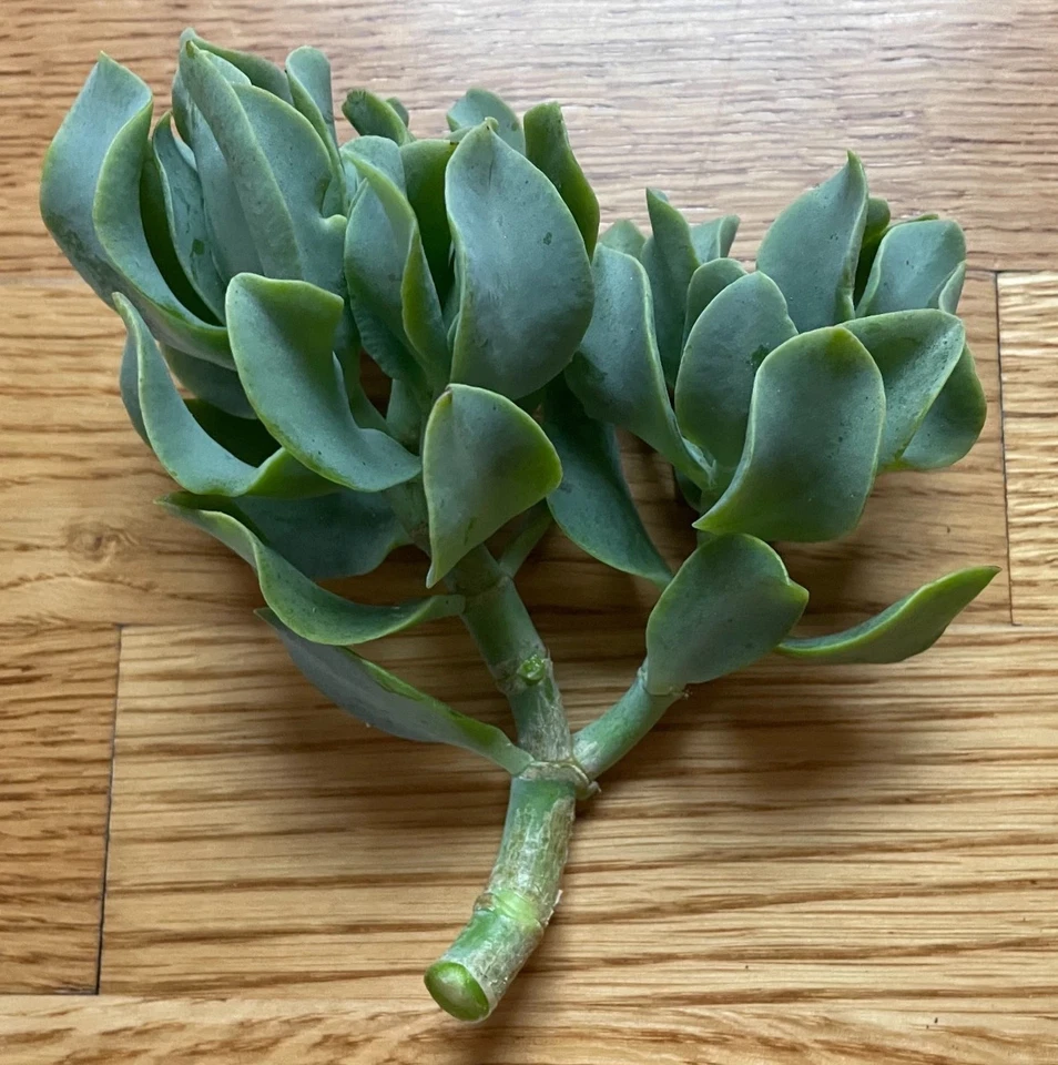 Ripple Wavy Jade Plant - Live Unrooted Succulent, Crassula Undulatifolia, Wavy Leaves for Indoor Containers and Arrangements
