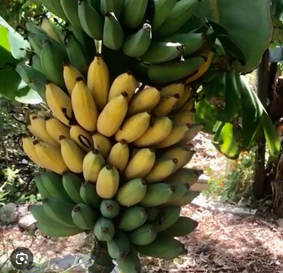 Live Gold Finger Banana Plant – Small Well-Rooted Musa ‘Goldfinger’ Starter Tree – Tropical Indoor/Outdoor Container Variety