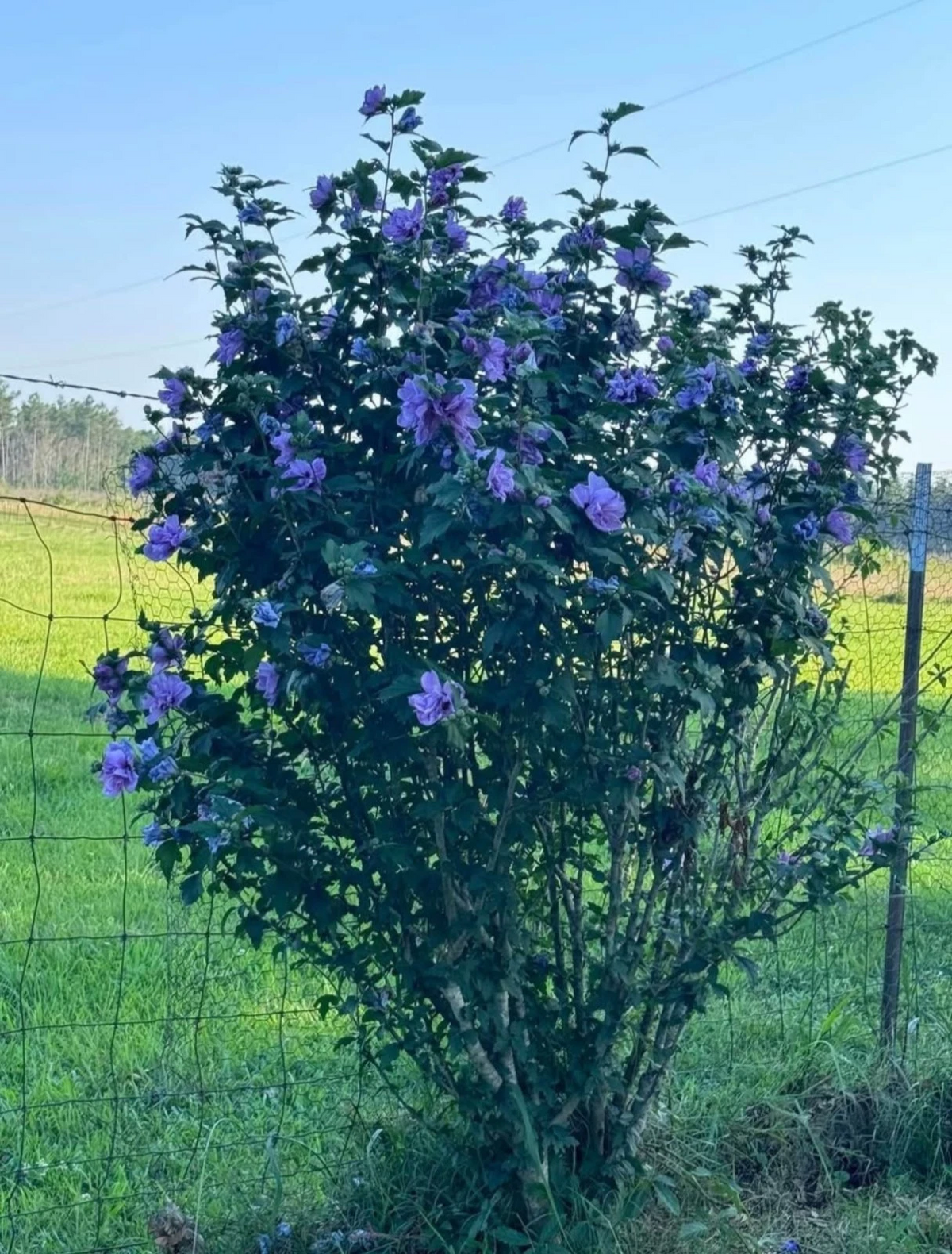 Blue Double Rose of Sharon Cuttings - Rooted Hardy Hibiscus Shrubs - Hibiscus syriacus / Hibiscus mutabilis - Live Plants