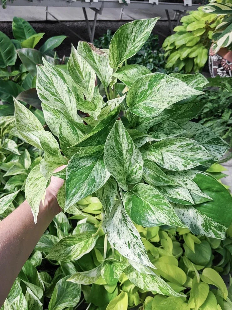 Snow Queen Pothos Cuttings – 3 Live Unrooted Epipremnum Aureum Cuttings, Variegated Indoor Houseplant for Propagation
