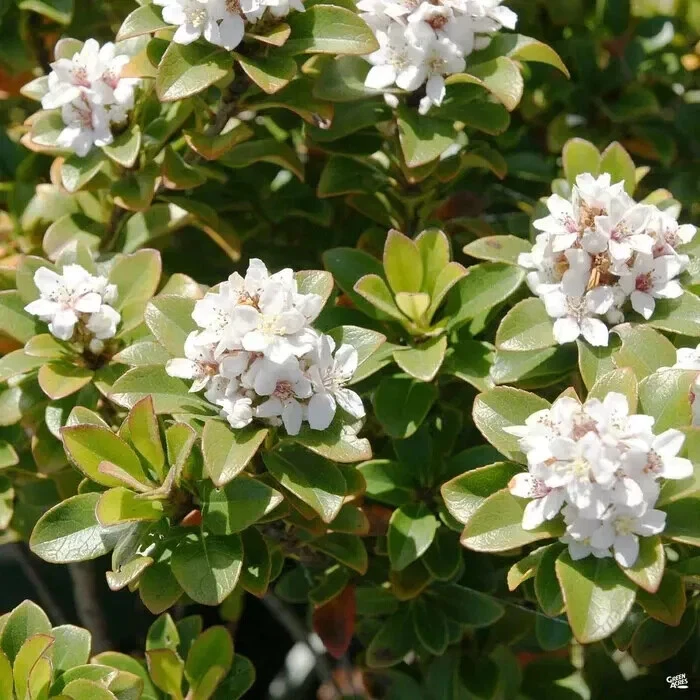 Yeddo Hawthorn Cuttings - 5 Unrooted Crataegus pinnatifida for Rooting or Grafting - Ideal for Outdoor Planting