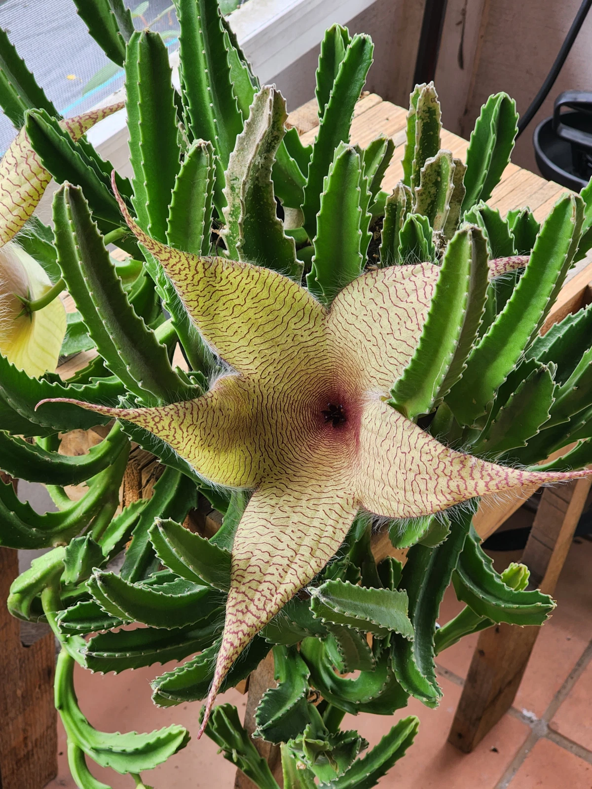 Starfish Flower Cutting - Unrooted Succulent Stem - Stapelia gigantea - Rare Giant Star Bloom for Planting and Propagation