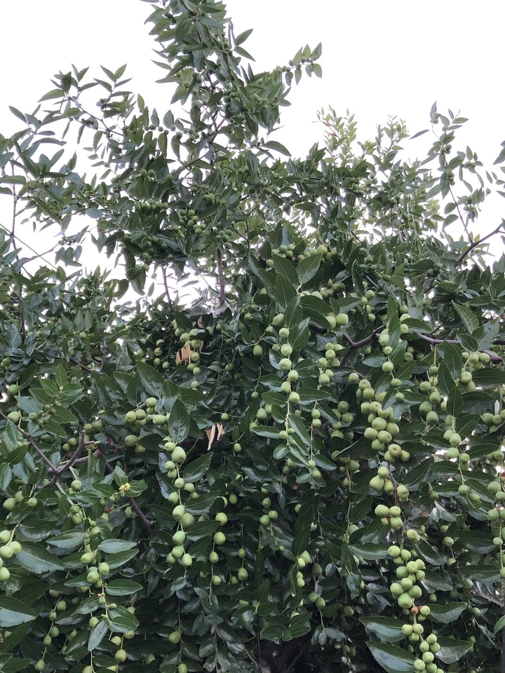Lang Jujube Tree Cuttings - 5 Unrooted Ziziphus jujuba 'Lang' - Chinese Red Date for Planting and Propagation