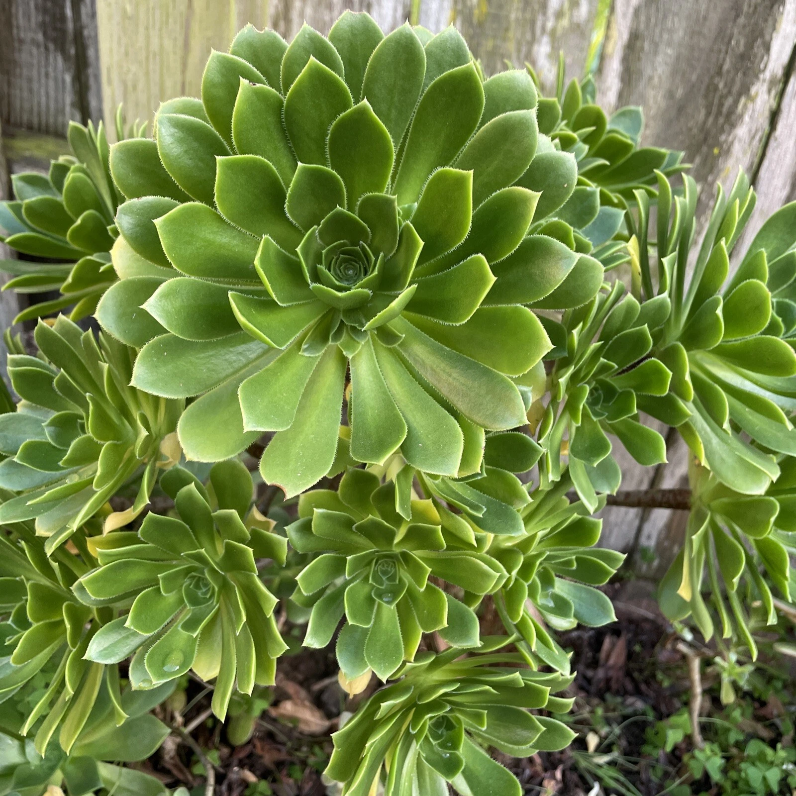 Fresh Green Aeonium Cuttings - 20 Unrooted Succulent Cuttings for Pots & Rock Gardens - Aeonium spp.