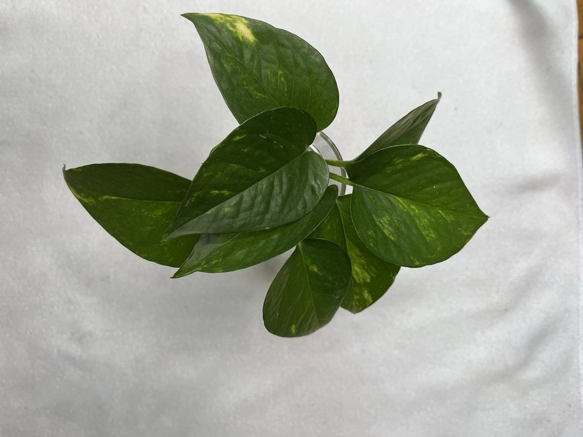 Golden Pothos Cuttings - 4 Rooted Starts, Fast Growing Indoor Plant - Epipremnum Aureum - Green with Golden Variegation