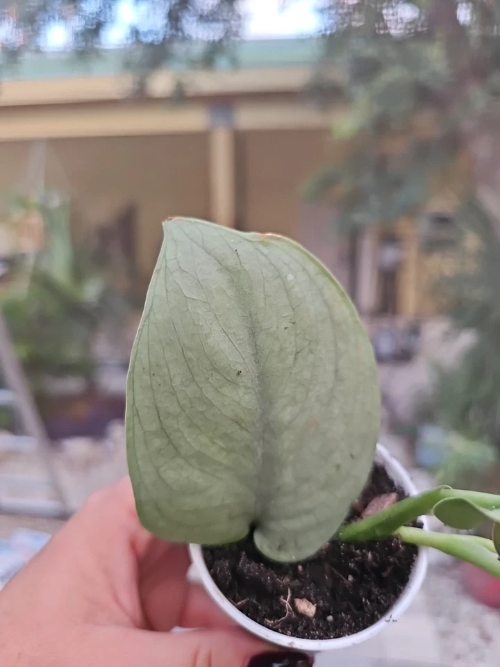 Scindapsus Platinum Java Silver Hero Live Plant in 2.5” Pot - Rare Silver Houseplant with Shimmering Leaves, Scindapsus spp.