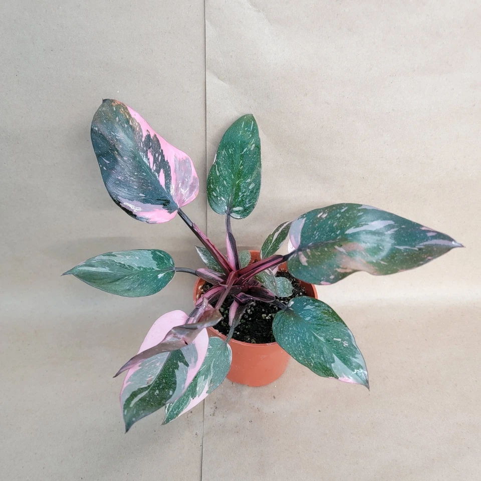 Live Philodendron Pink Princess Marble Galaxy Plant in 4 Inch Pot - Variegated Aroid Houseplant (Philodendron erubescens)