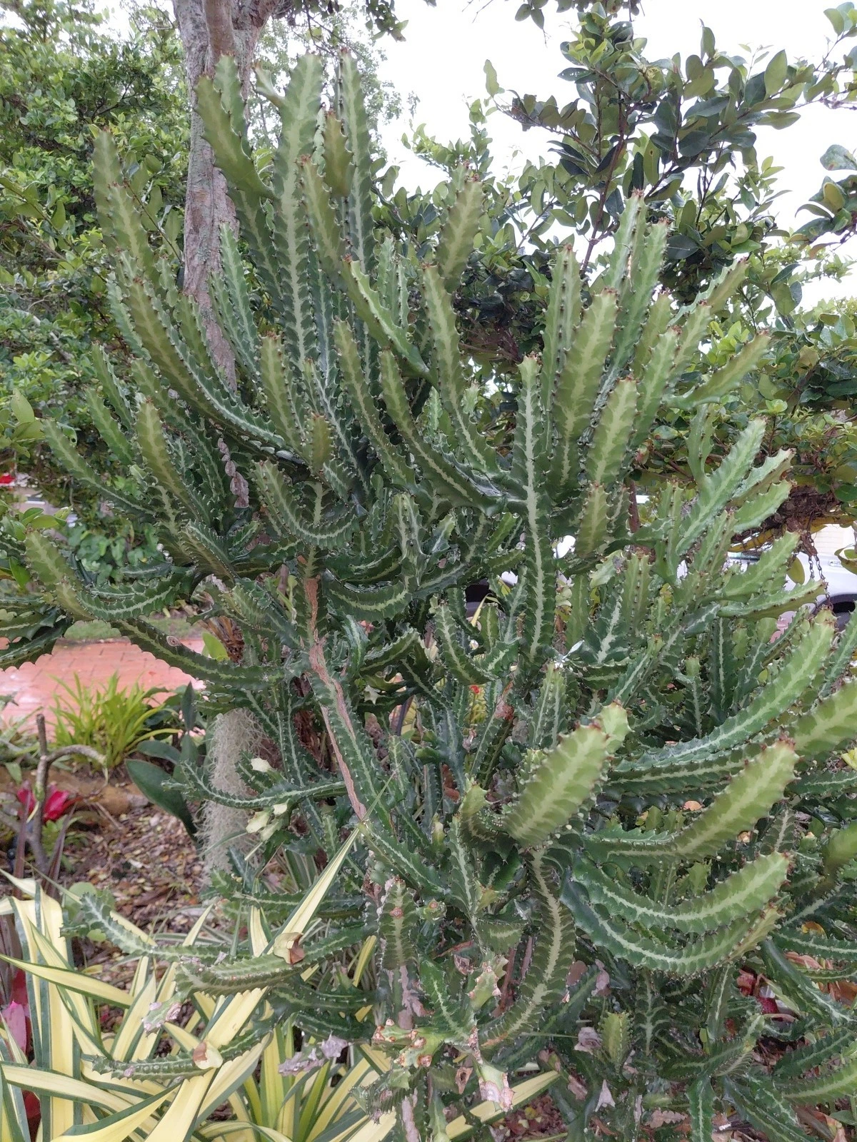 Large Dragon Bones Cactus Cutting – Euphorbia lactea ‘Candelabra’ Milk Stripe Variegated Stem for Propagation