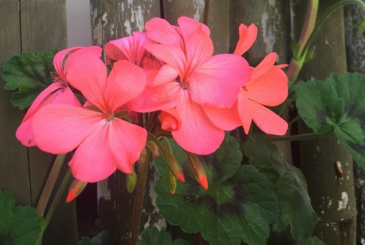 Orange Pink Zonal Geranium Starter Cuttings – 4 Live Plants, Pelargonium Hortorum, Flowering Perennial for Gardens and Containers