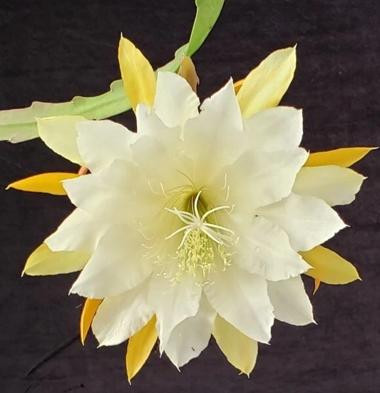 Epiphyllum ‘Golden Pearl’ Rooted Cutting – Rare Orchid Cactus Start, Yellow Bloom Hybrid, Easy Houseplant for Hanging Pots