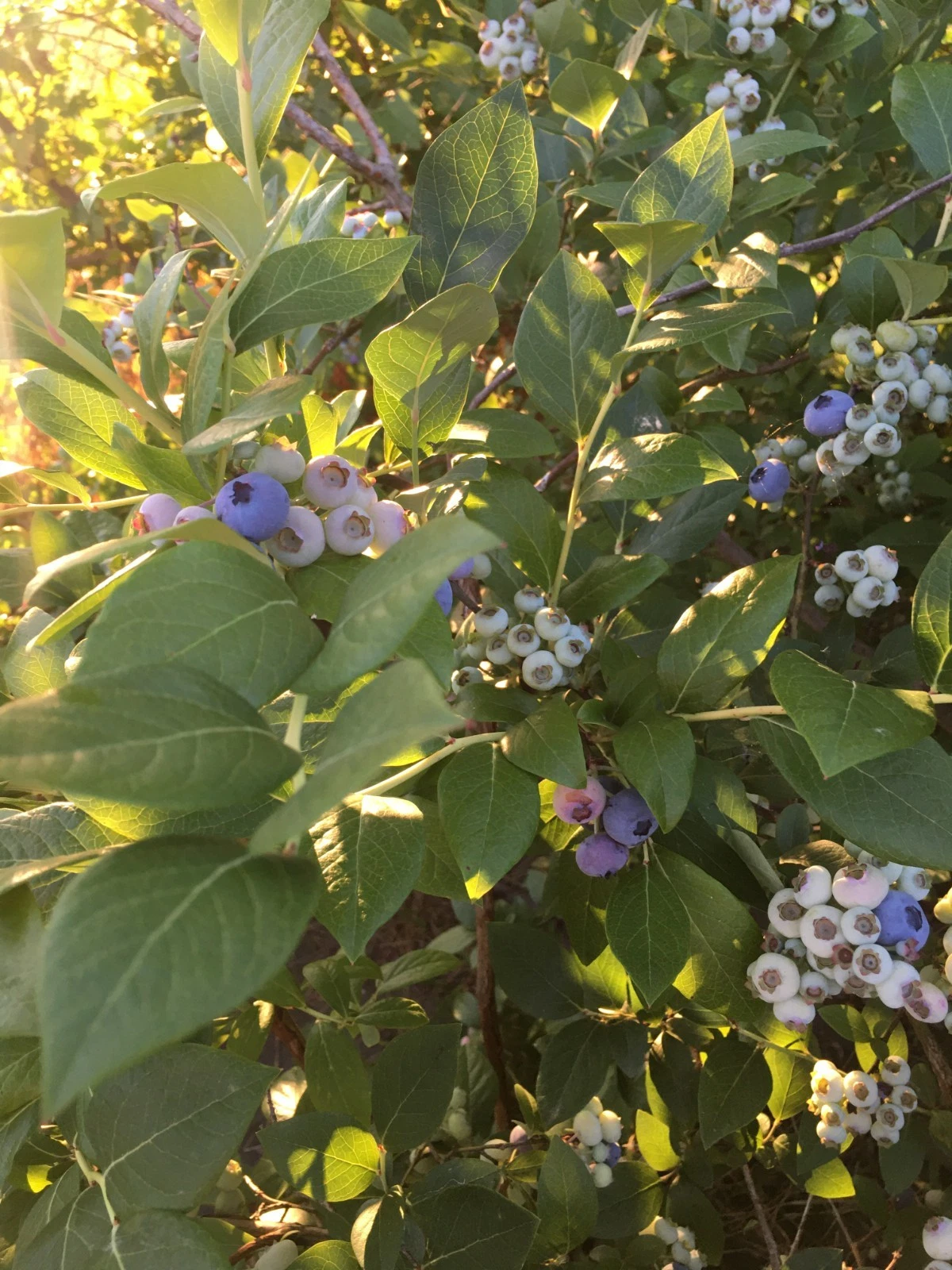 Blueberry Hardwood Cuttings - 10 Unrooted Cuttings, Elizabeth & Chandler Varieties, Vaccinium corymbosum for Propagation