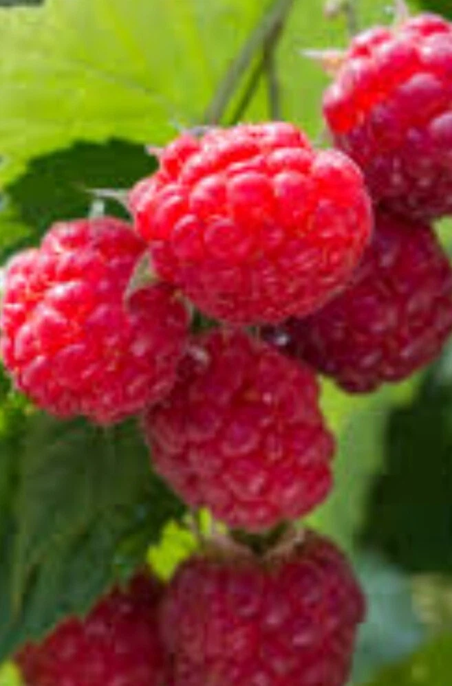 Wild Raspberry Cane Cuttings - 12 Organic Unrooted Stems for Planting - Rubus spp. Cold Hardy Berry Bush Starter