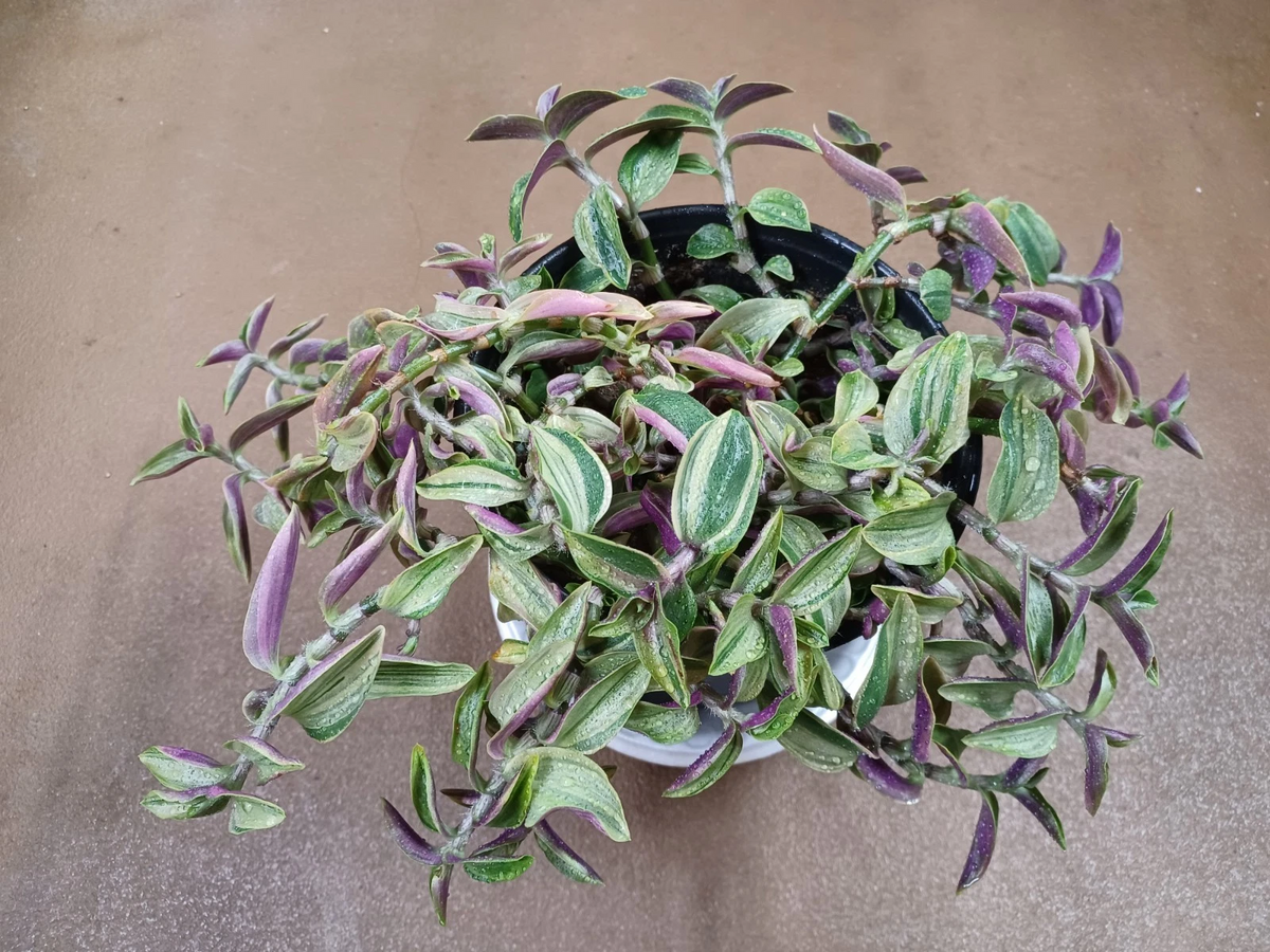 Fresh Tradescantia Gelfling Cuttings – Variegated Wandering Jew Houseplant for Propagation – Unrooted Plant Cuttings