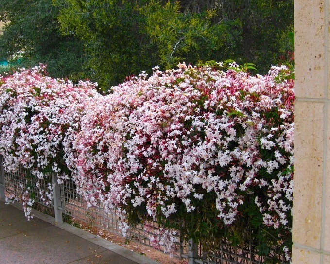 Pink Jasmine Live Plant - Rooted Starter Vine, Sweet Fragrant Blooms, Jasminum polyanthum, Fast-Growing Climbing Plant