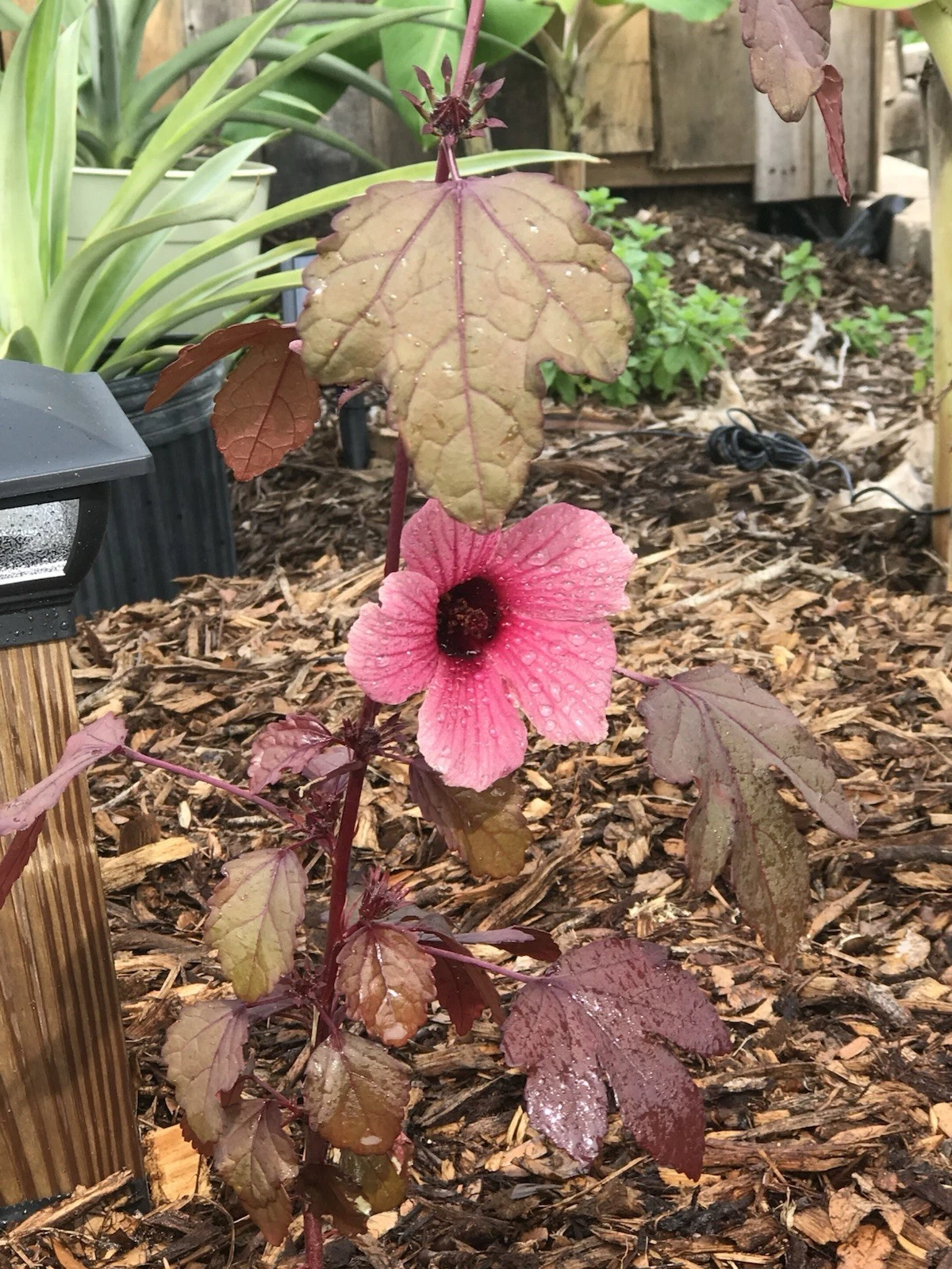 Cranberry Hibiscus Cuttings – Unrooted Ornamental Plant – Hibiscus acetosella – Deep Burgundy Foliage for Culinary Garden