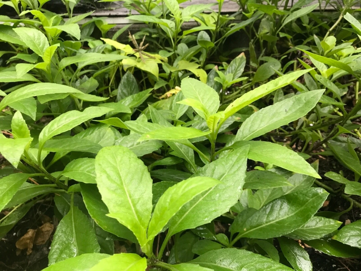 Gynura Procumbens Cuttings - 11 Fresh 6" Longevity Spinach Starter Stems for Edible Garden - Perennial Leafy Plant