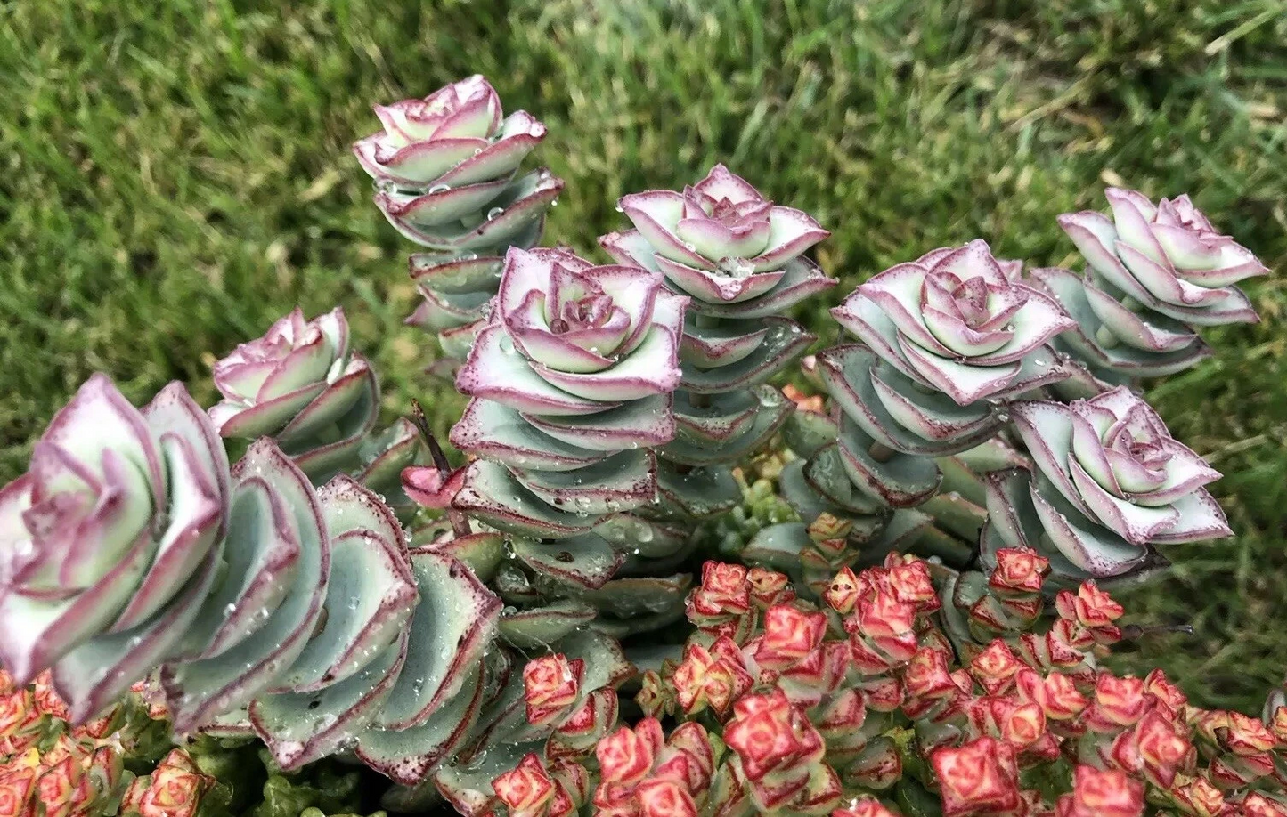 Crassula Perforata ‘String of Buttons’ - 2 Fresh 3–4" Cuttings, Live Succulent for Rooting, Easy Indoor/Outdoor Grower