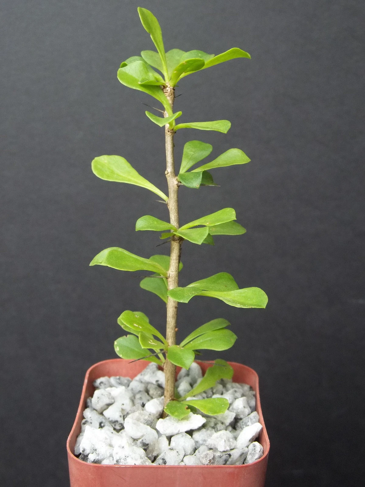 Rare Pereskia portulacifolia Cactus Plant, 2 Inch Starter, Natural Bonsai Style, Leafy Growth, Unique Succulent Display
