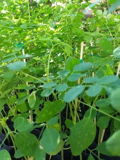 Moringa Oleifera Seeds - 50 Fresh Drumstick Tree Seeds for Warm-Climate Gardening and Planting - Fast Growing & Ornamental