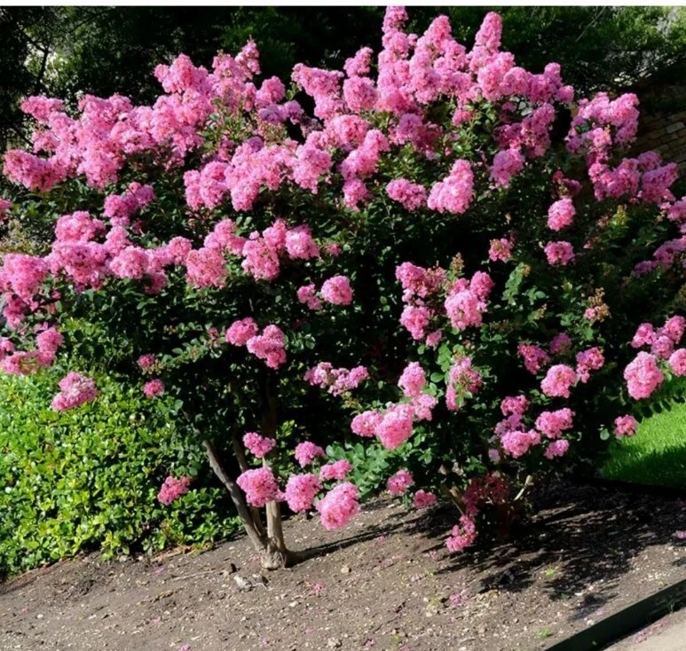 Crepe Myrtle Cuttings - 7 Fresh Branch Cuttings for Rooting, Fast-Growing Lagerstroemia Shrub for Garden Landscapes