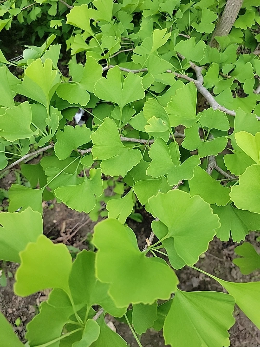 Fresh Organic Ginkgo Leaves - 150 Pack for Crafts, Resin Art, Pressing - Ginkgo biloba - Green to Golden-Green Foliage