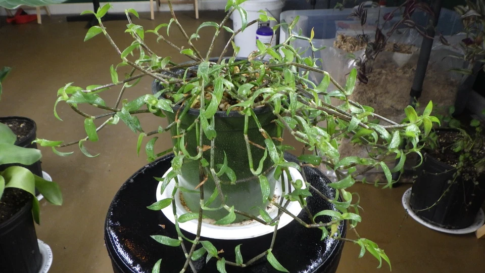 Callisia micrantha Cuttings - Fresh Trailing Houseplant Vine - Easy Indoor Plant Starter for Propagation