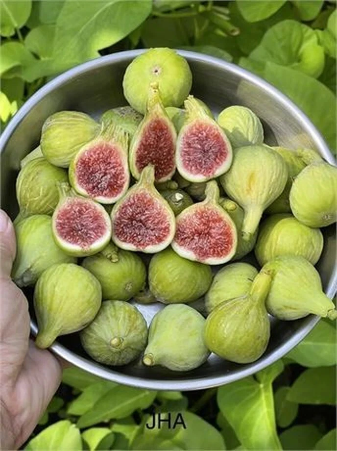 JH Adriatic Fig Cutting - Unrooted Live Ficus carica Cutting with 3+ Nodes, Over 8 Inches for Propagation and Gardening
