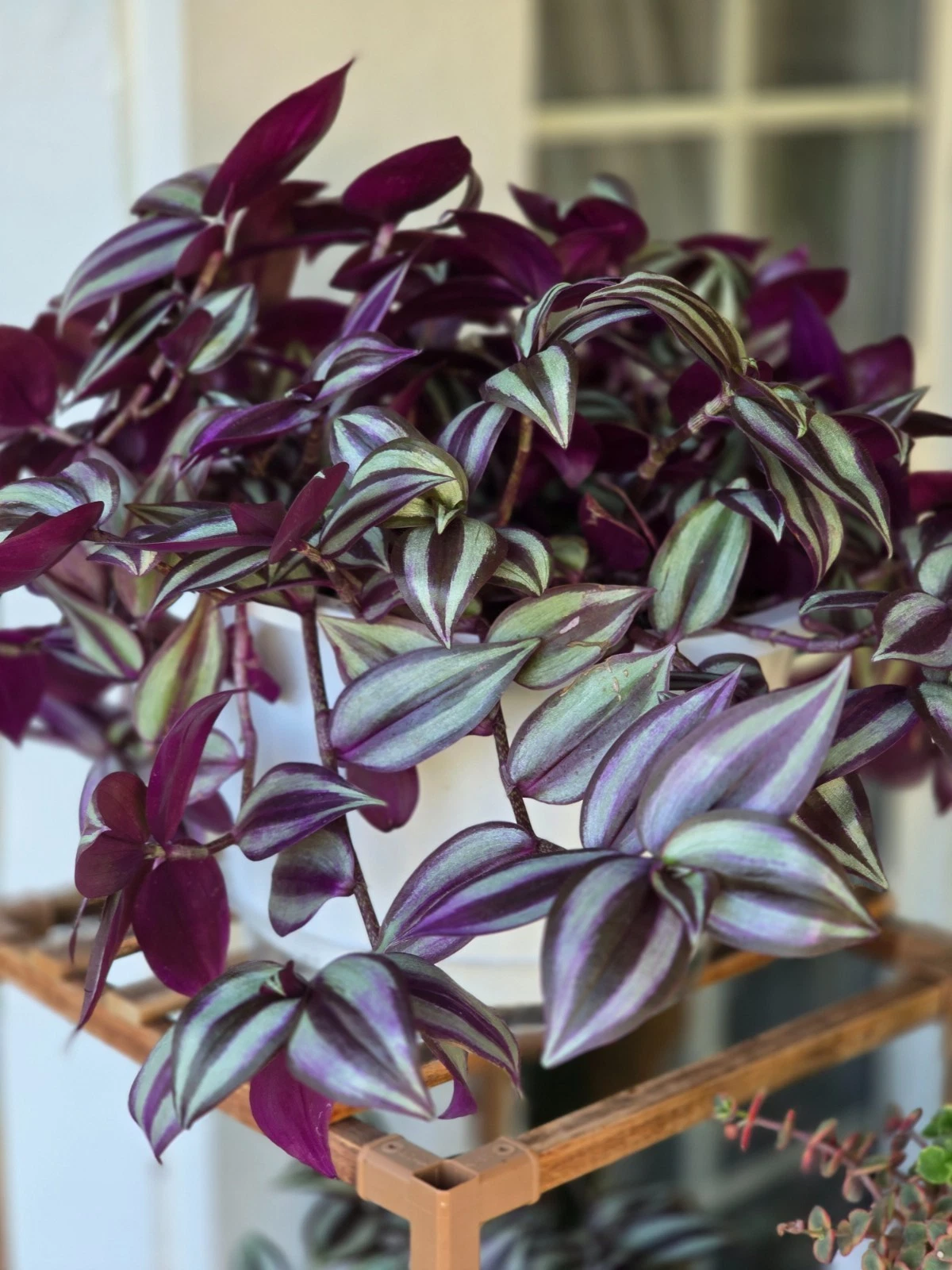 Tradescantia Zebrina Cuttings - 12 Unrooted Stems - Purple Wandering Jew - 4-6 Inch Live Plant Cuttings for Propagation