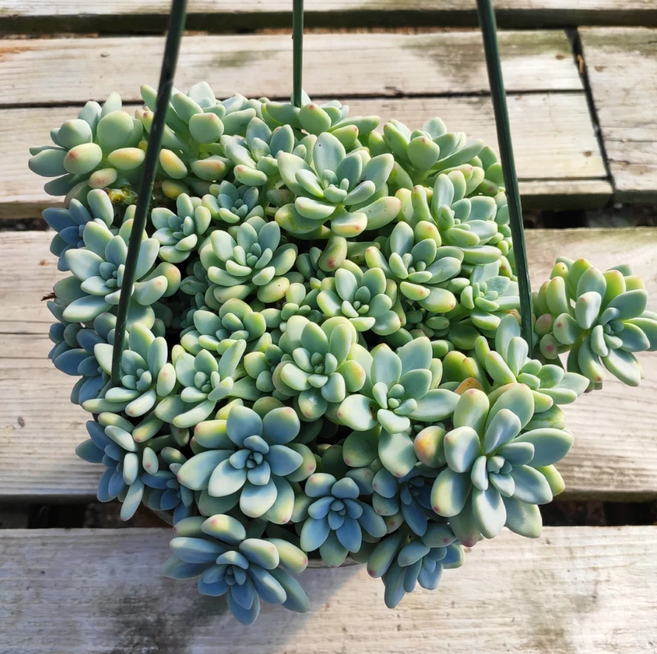 Sedum Clavatum Succulent Plant - 2 Inch Potted Blue-Green Rosette - Live Indoor Outdoor Decor Plant