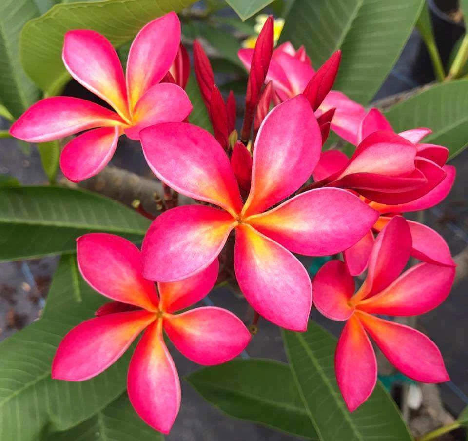 Hawaii Plumeria Cutting 6-8 Inch Pink Yellow Flowering Frangipani (Plumeria spp.) for Tropical Garden Propagation