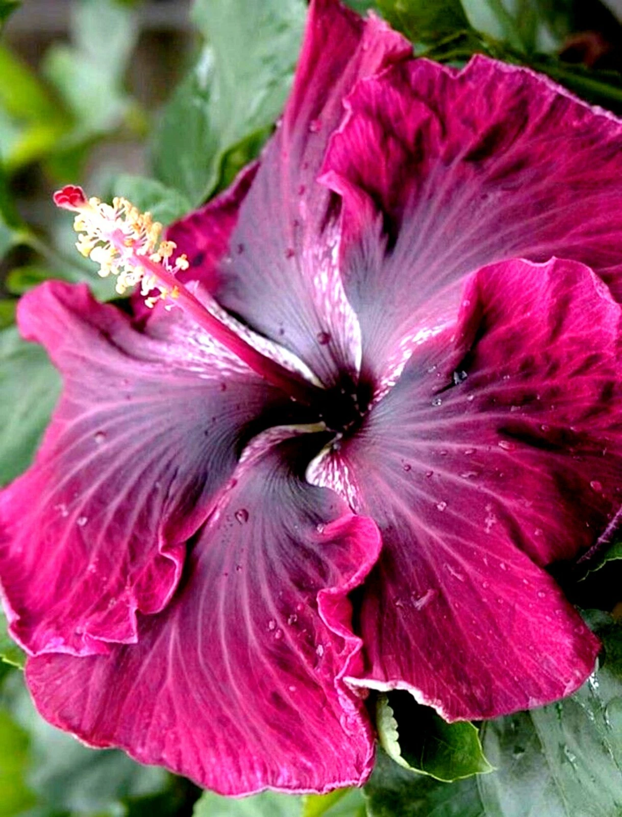 Hibiscus Cuttings - 7 Starter Cuttings - Hardy Rose Mallow - Hibiscus moscheutos - Large Blooms for Gardens and Borders