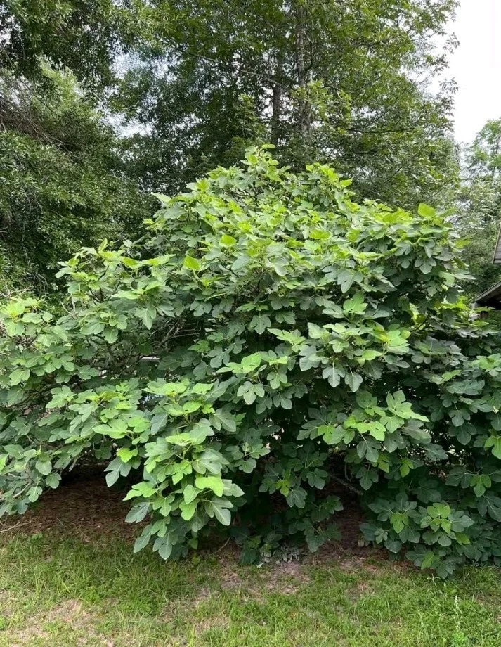Kadota Fig Tree Cutting - 1 Unrooted Stem for Planting, Cold Hardy Ficus Carica ‘Kadota’, Ideal for Rooting and Grafting