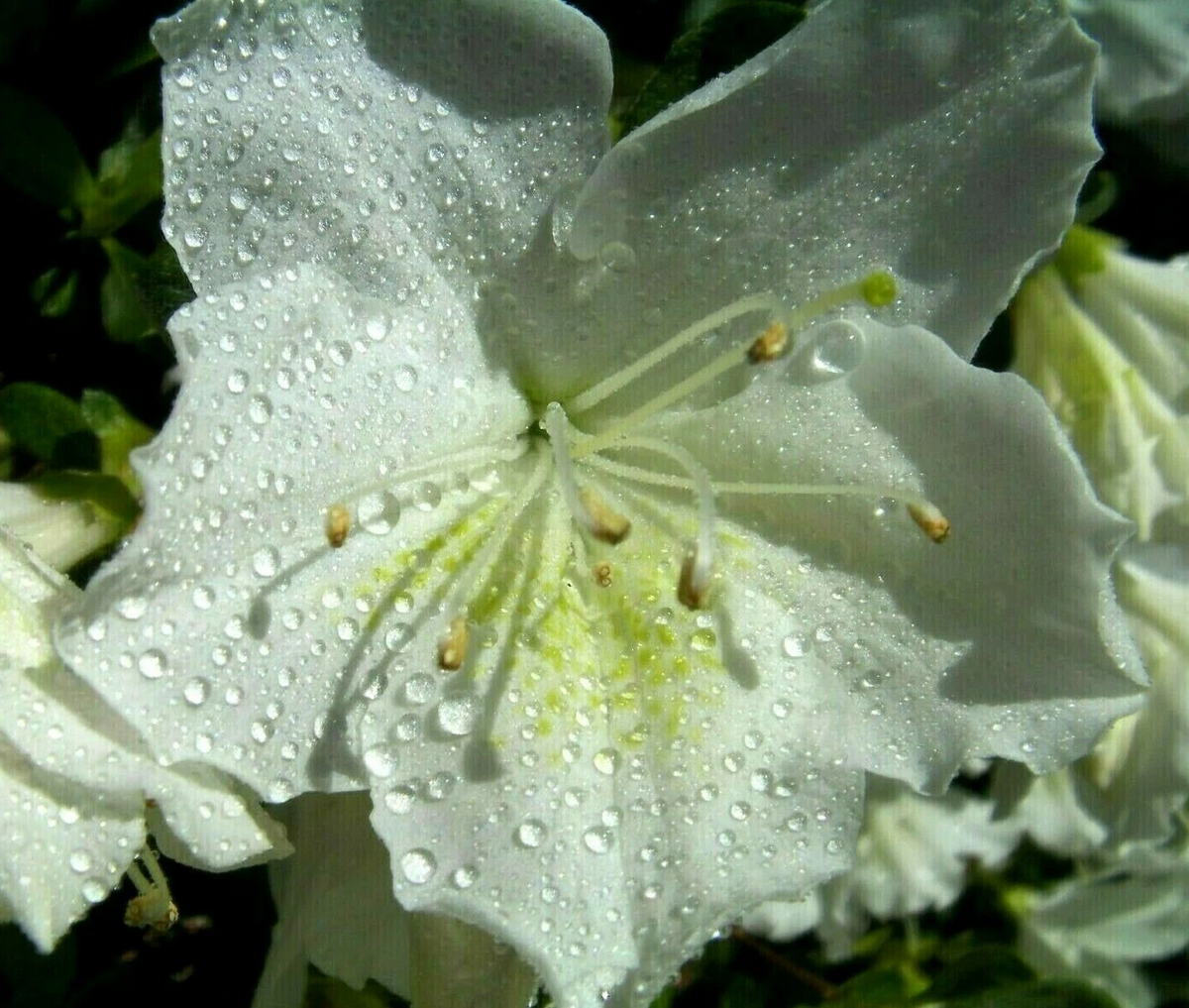 White Azalea Cuttings - 7 Unrooted Stems, Large White Flowers, Rhododendron spp., Ideal for Planting and Propagation