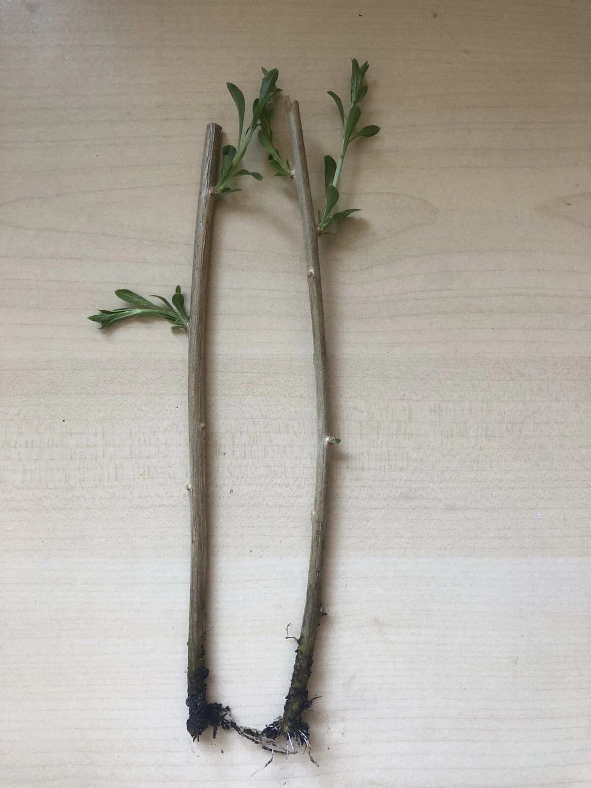 Goji Berry Plants - 2 Rooted Bare Root Starts, Hardy Lycium Shrubs for Garden or Containers, Lycium barbarum/ Lycium chinense