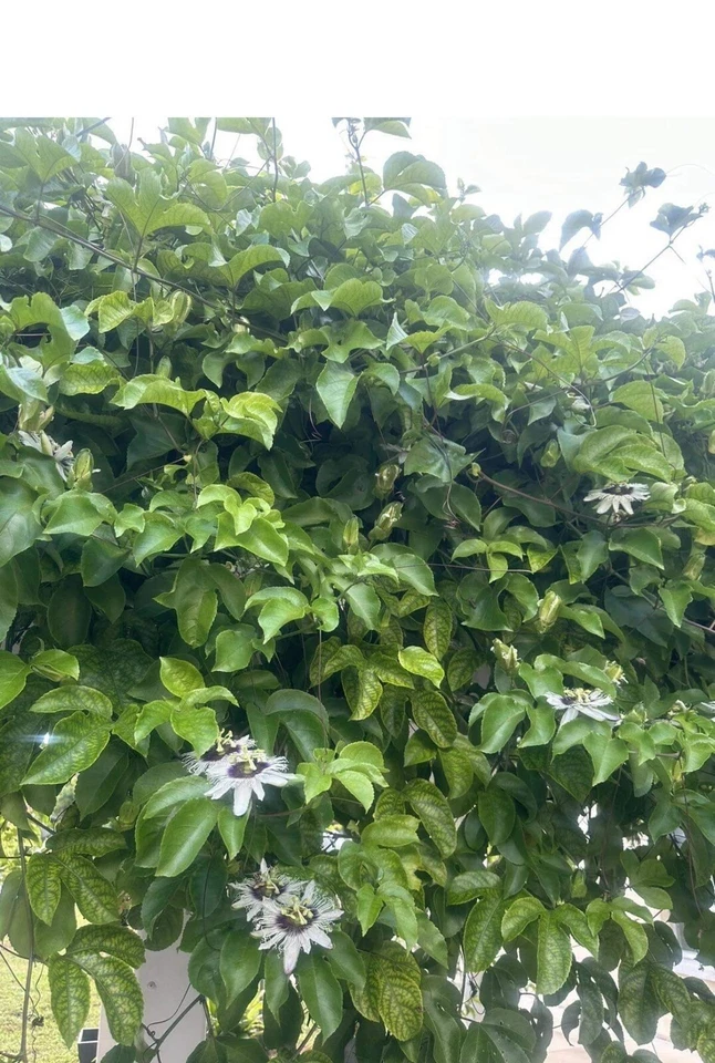 Passion Fruit Vine Cuttings - 10 Unrooted Passiflora Edulis Stems, 8–10 Inch for Planting and Propagation