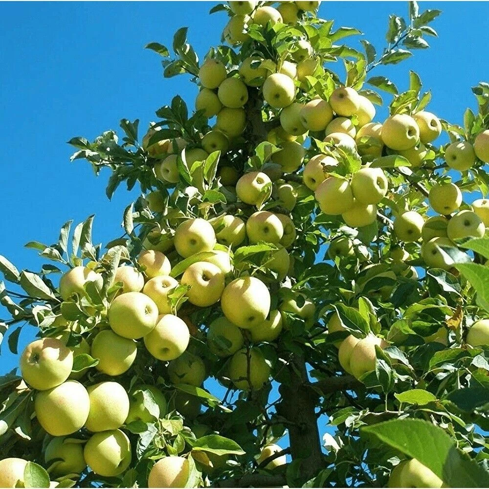 Golden Delicious Apple Scion Cuttings - 40 Unrooted Stems for Grafting - Malus domestica ‘Golden Delicious’