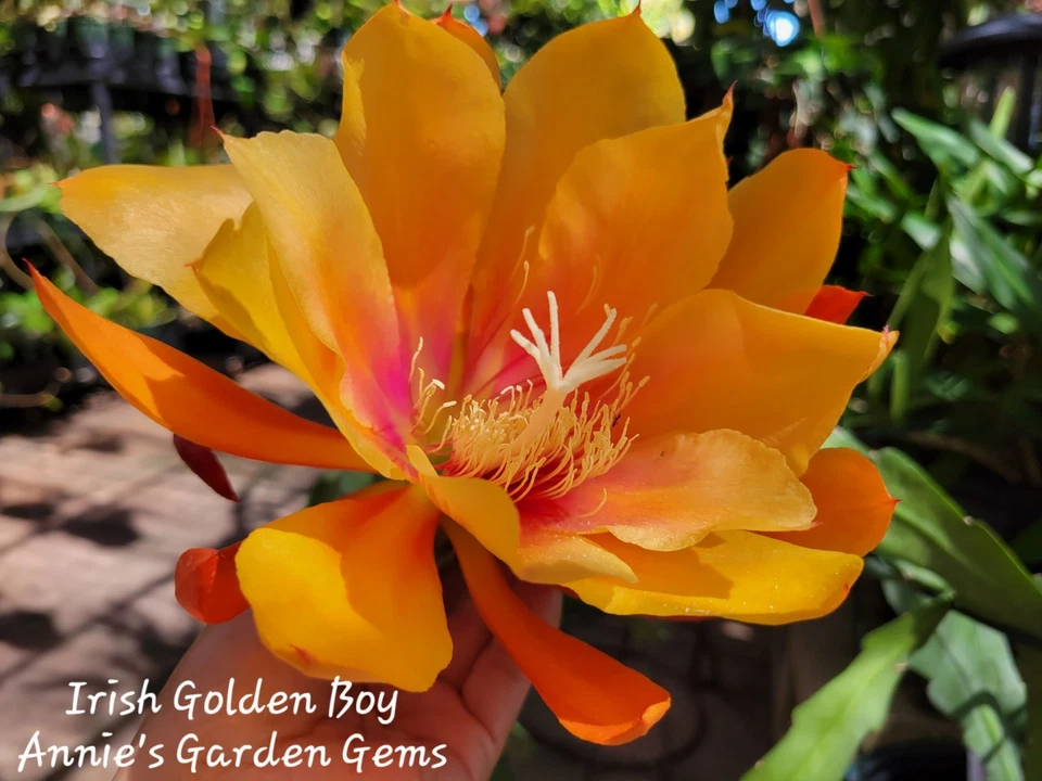 Epiphyllum Cutting 8–10 Inches Irish Golden Boy Unrooted Orchid Cactus (Epiphyllum 'Irish Golden Boy') for Planting