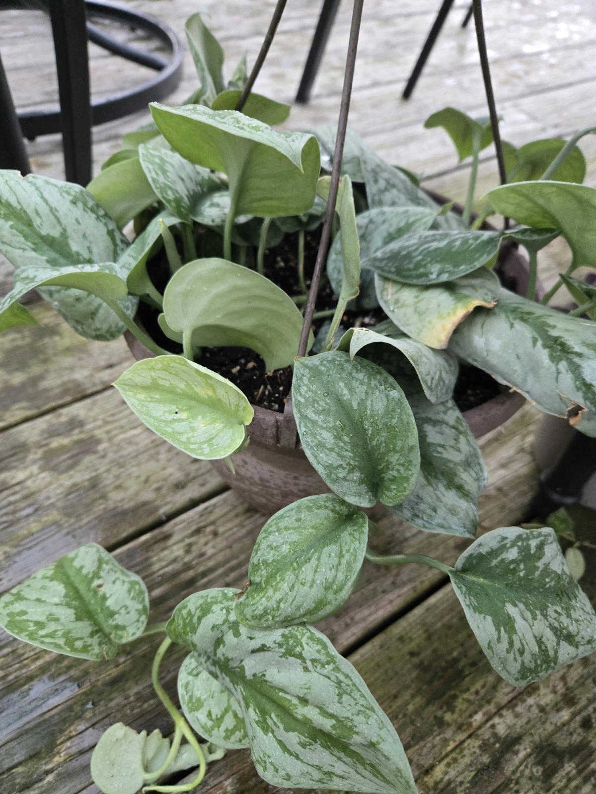 Pothos Silver Lady Cutting – Live Variegated Pothos Vine Starter – Epipremnum aureum – Easy Houseplant for Indoor Propagation