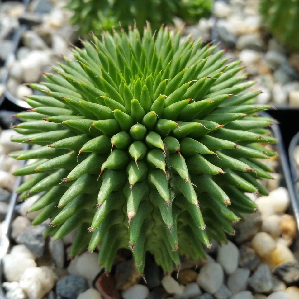 Euphorbia susannae Succulent in 4" Pot | Rare Compact Cactus | Unique Collector's Plant | Green Euphorbia